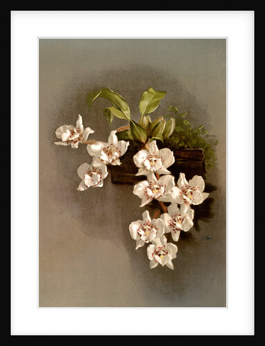 Odontoglossum cervantesii decorum by F. Sander