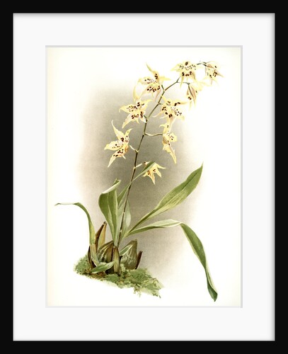 Odontoglossum hebraicum aspersum by F. Sander