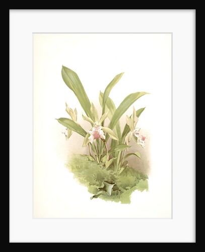 Zygopetalum wendlandi by F. Sander