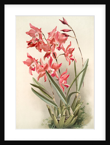 Laelia gouldiana by F. Sander