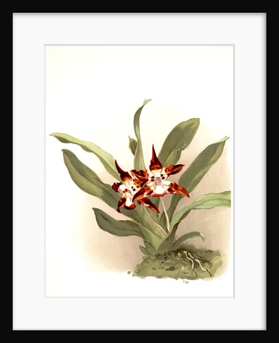 Zygopetalum burtii by F. Sander