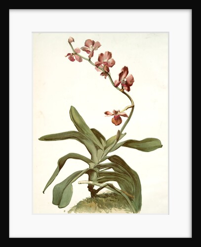 Vanda parishii var marriottiana by F. Sander