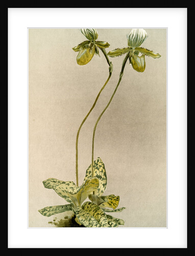 Cypripedium lawrenceanum hyeanum by F. Sander