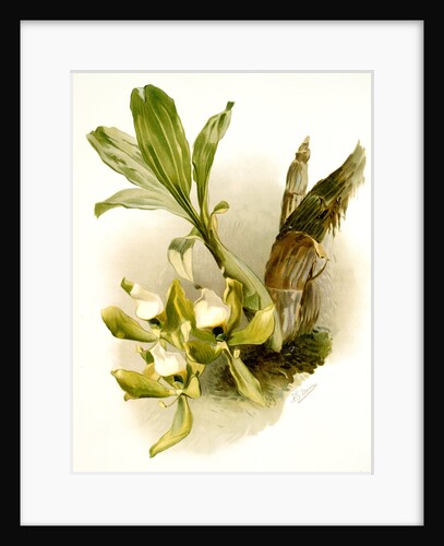 Cychnoches chlorochilon by F. Sander