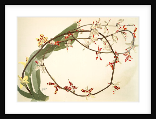 Renanthera lowii by F. Sander