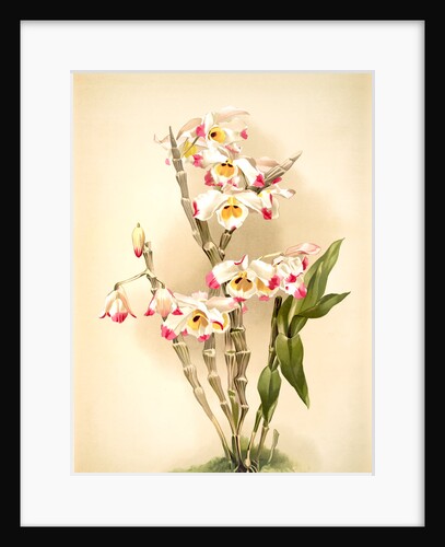 Dendrobium wardianum by F. Sander