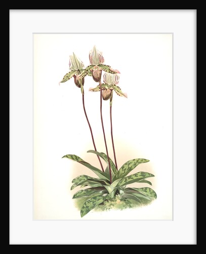 Cypripedium lo by F. Sander