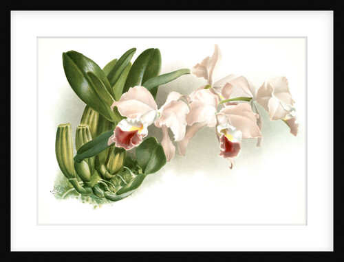 Cattleya labiata gaskelliana by F. Sander