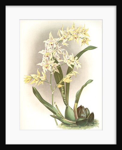 Odontoglossum hebraicum by F. Sander