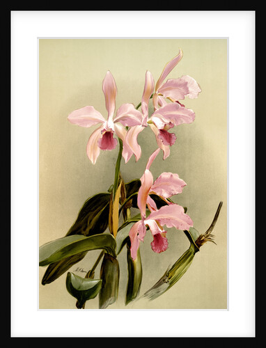 Cattleya victoria regina by F. Sander