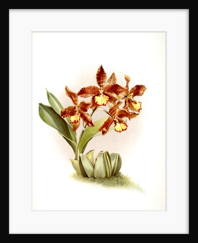 Odontoglossum insleayi splendens by F. Sander