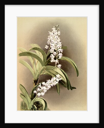 Saccolabium coeleste by F. Sander