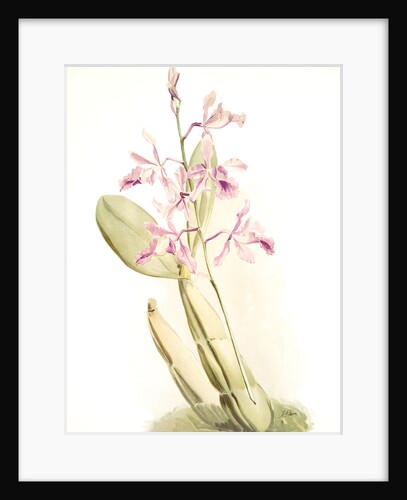 Schomburgkia sanderiana by F. Sander