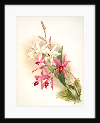 Laelia anceps Stella &amp; Barkeriana by F. Sander