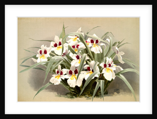 Odontoglossum roezlii by F. Sander