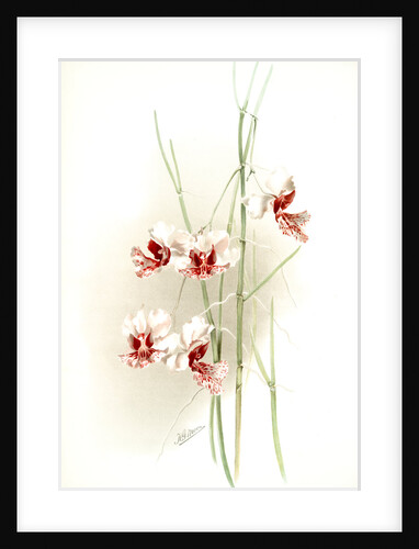 Vanda hookeriana by F. Sander