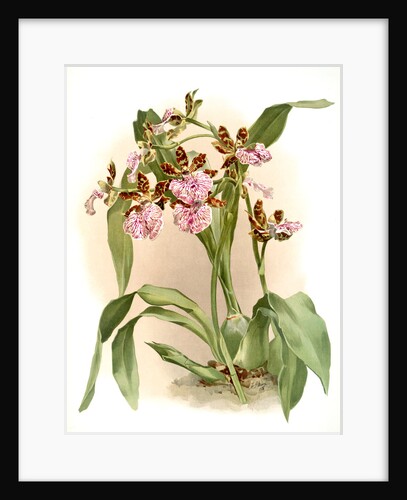 Zycopetalum intermedium by F. Sander