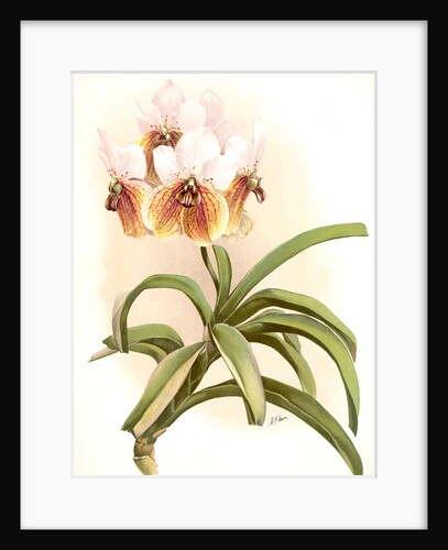 Vanda sanderiana by F. Sander
