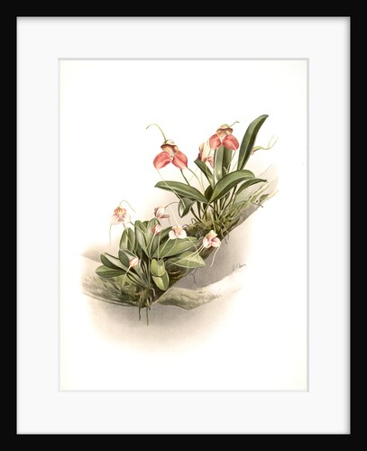 Masdevallia shuttleworthii and M. xanthocorys by F. Sander