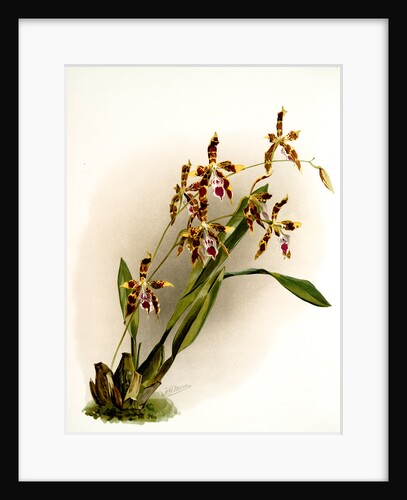 Odontoglossum wattianum by F. Sander