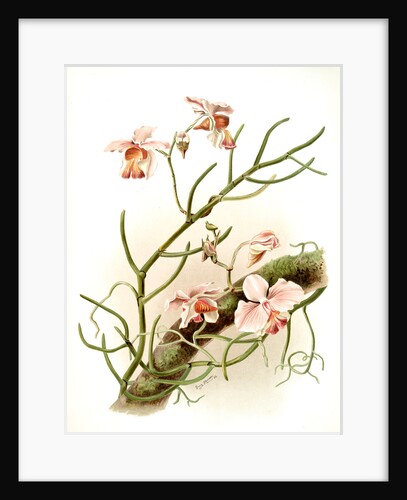 Vanda teres by F. Sander