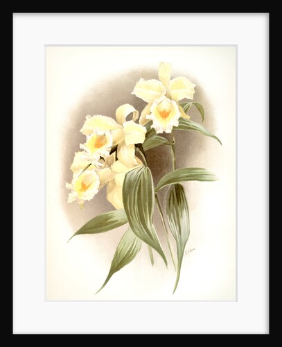 Sobralia xantholeuca by F. Sander