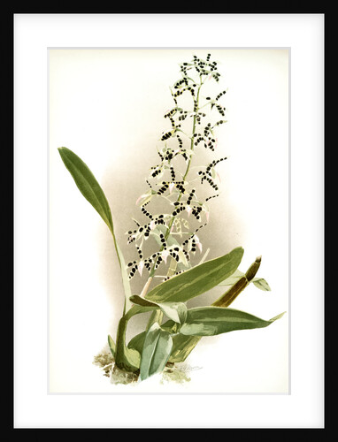 Epidendrum prismatocarpum by F. Sander
