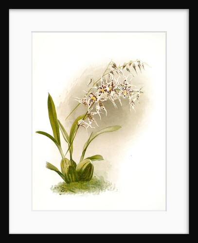 Odontoglossum naevium by F. Sander