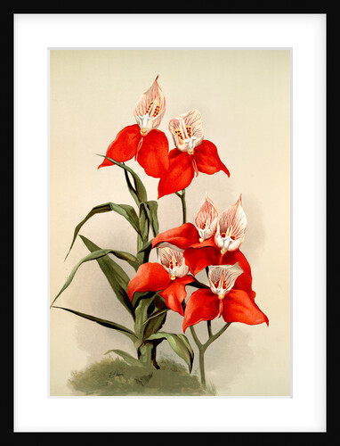 Disa grandiflora by F. Sander