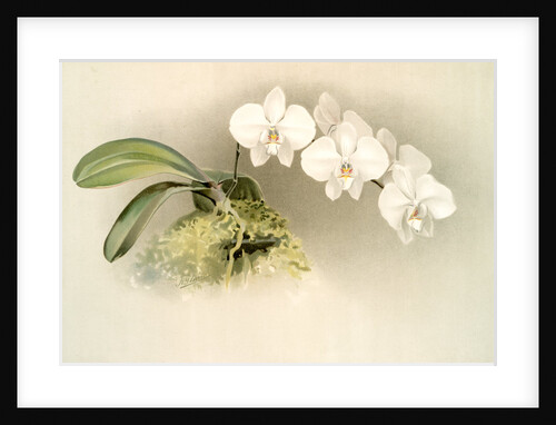 Phalaenopsis casta by F. Sander