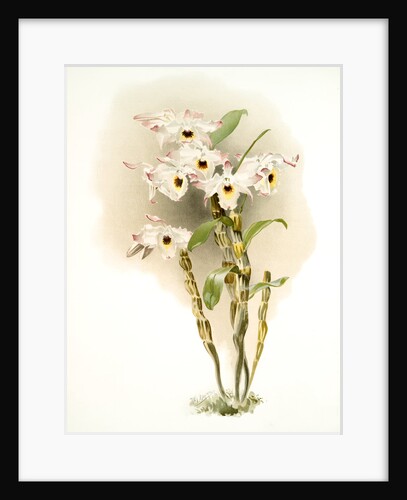 Dendrobium melanodiscus by F. Sander