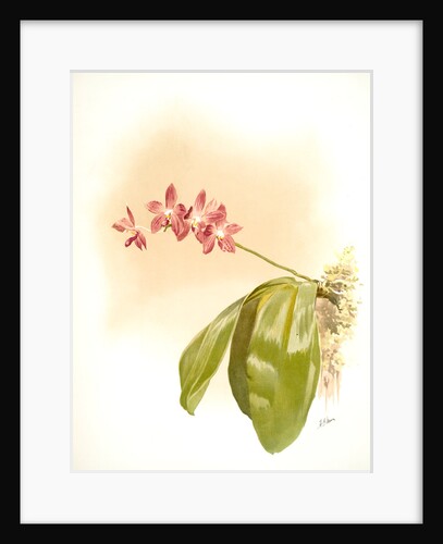 Phalaenopsis speciosa by F. Sander