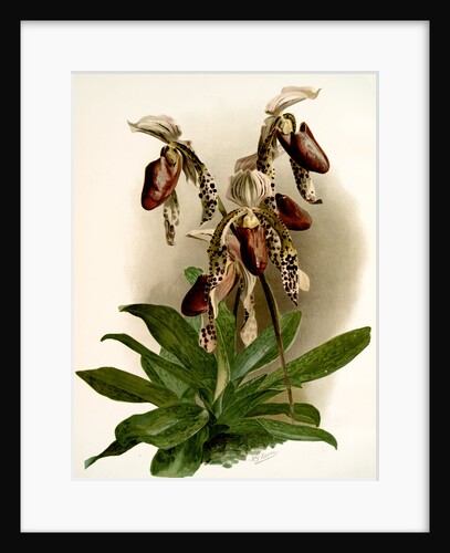 Cypripedium morganiae burfordiense by F. Sander