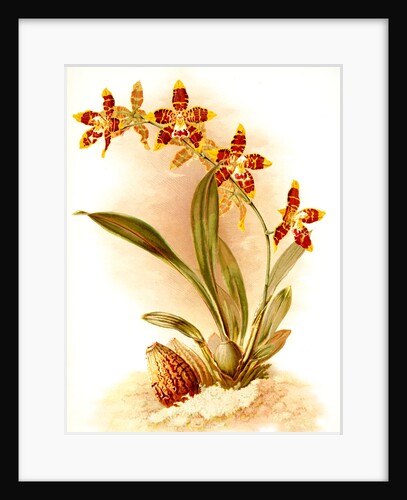 Odontoglossum triumphans by F. Sander