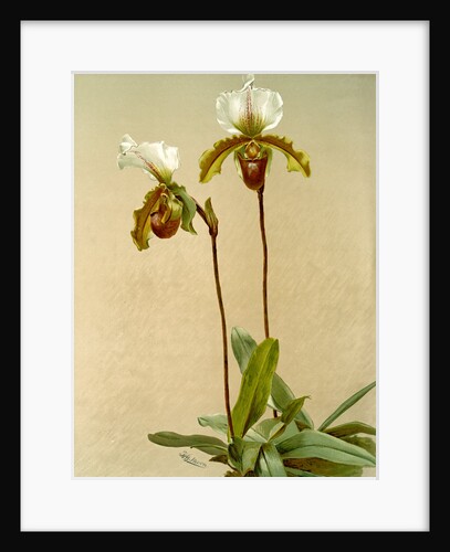 Cypripedium leeanum var giganteum by F. Sander
