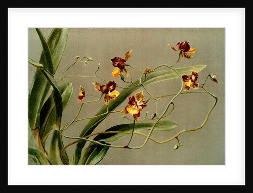 Oncidium loxense by F. Sander