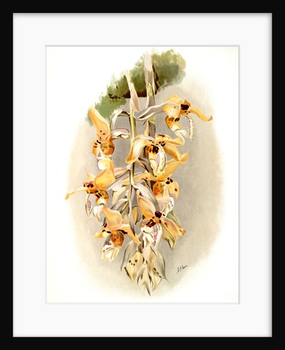 Stanhopea shuttleworthii by F. Sander