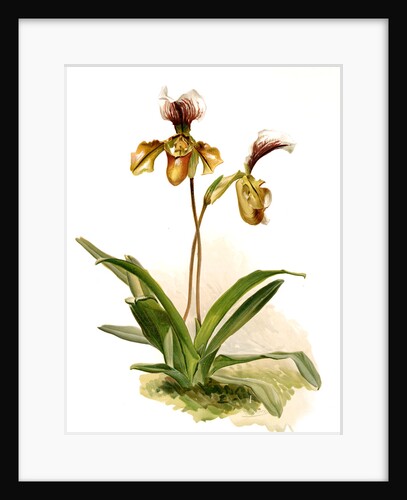Cypripedium (hybridum) calypso by F. Sander