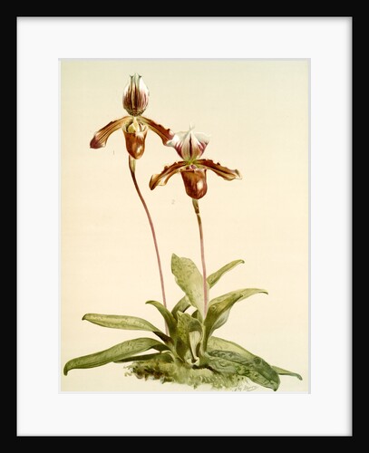Cypripedium (hybridum) laucheanum; cypripedium (hybridum) eyermanianum by F. Sander