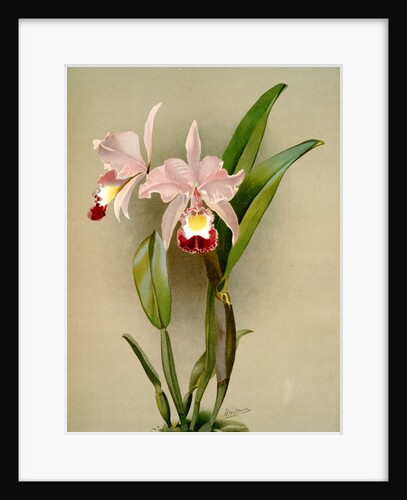Cattleya ballantiniana by F. Sander