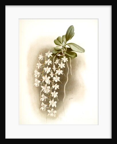 Angraecum articulatum by F. Sander