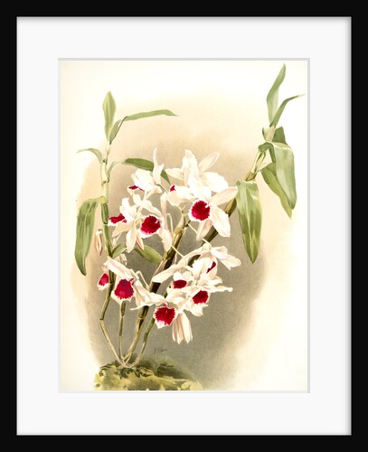 Dendrobium leechianum by F. Sander