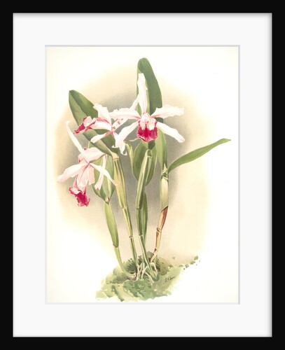 Laelia elegans schilleriana by F. Sander