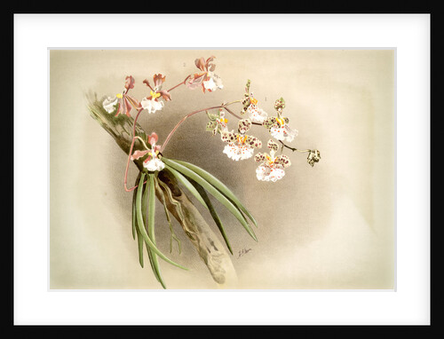 Oncidium jonesianum, Oncidium jonesianum haeanthum by F. Sander