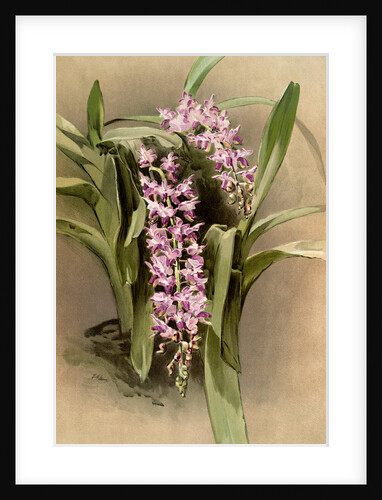 Aërides savageanum by F. Sander