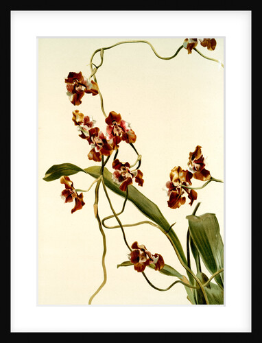 Oncidium superbiens by F. Sander