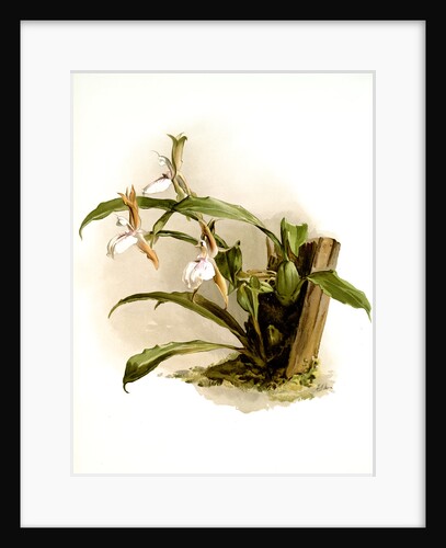 Zygopetalum rostratum by F. Sander