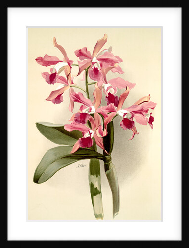 Laelio-cattleya elegans var blenheimensis by F. Sander