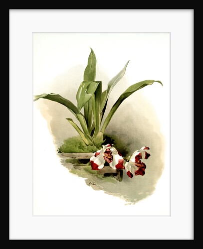 Zygopetalum klabochorum by F. Sander