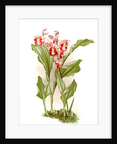 Phajus humblotii by F. Sander